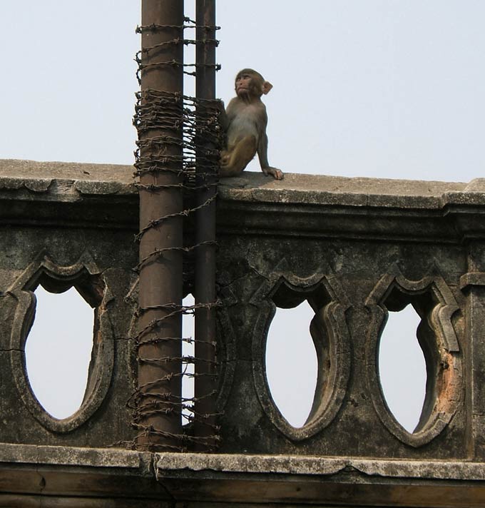 So wie es in Berlin Ratten gibt, gibt es in Dhaka Ratten und Affen. Wir finden sie süß, die Affen, den Einheimischen sind sie eine Last.