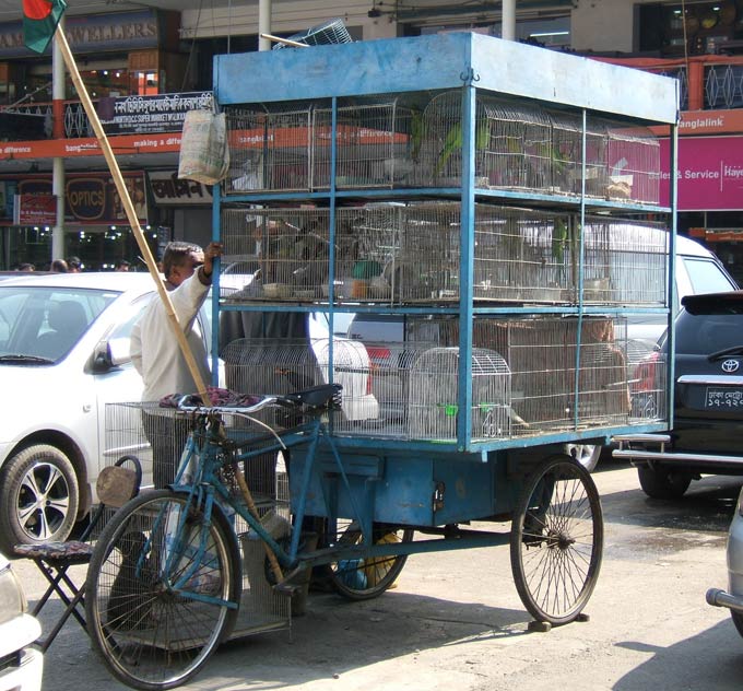 Papageno? Der Vogelhändler von Dhaka
