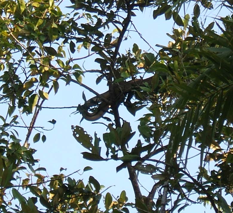 Monocled cobra, Naja kaouthia